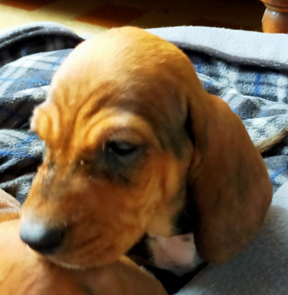 Des terres du doux lieu - Chiots disponibles - Teckel poil ras