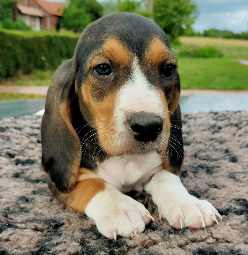 Des terres du doux lieu - Chiots disponibles - Basset Artesien Normand