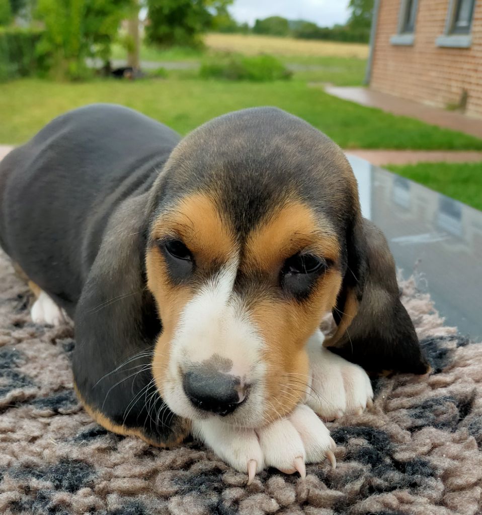 Des terres du doux lieu - Chiots disponibles - Basset Artesien Normand