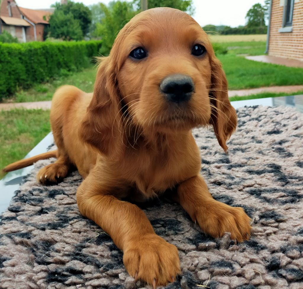 Des terres du doux lieu - Chiots disponibles - Setter irlandais rouge