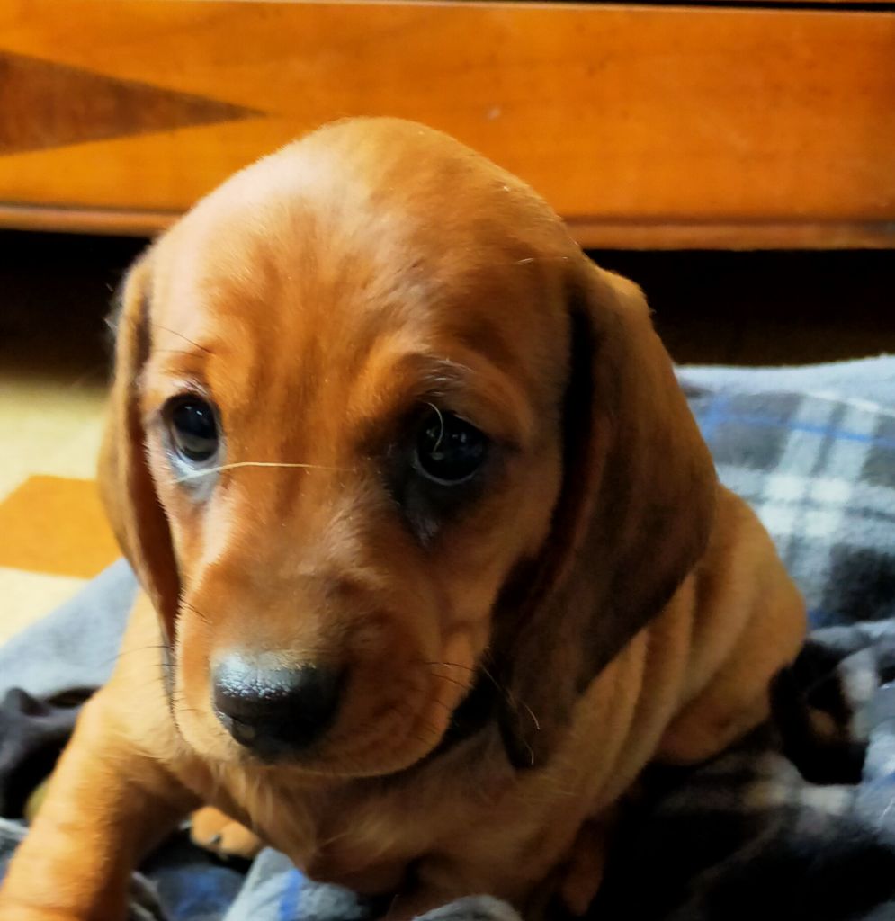 Des terres du doux lieu - Chiots disponibles - Teckel poil ras