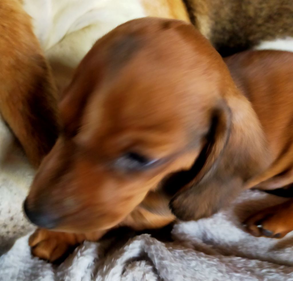 Des terres du doux lieu - Chiots disponibles - Teckel poil ras