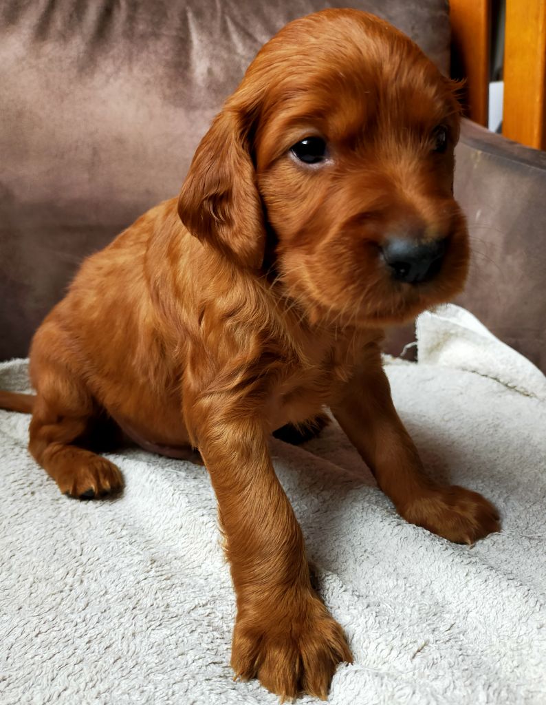 Des terres du doux lieu - Chiots disponibles - Setter irlandais rouge