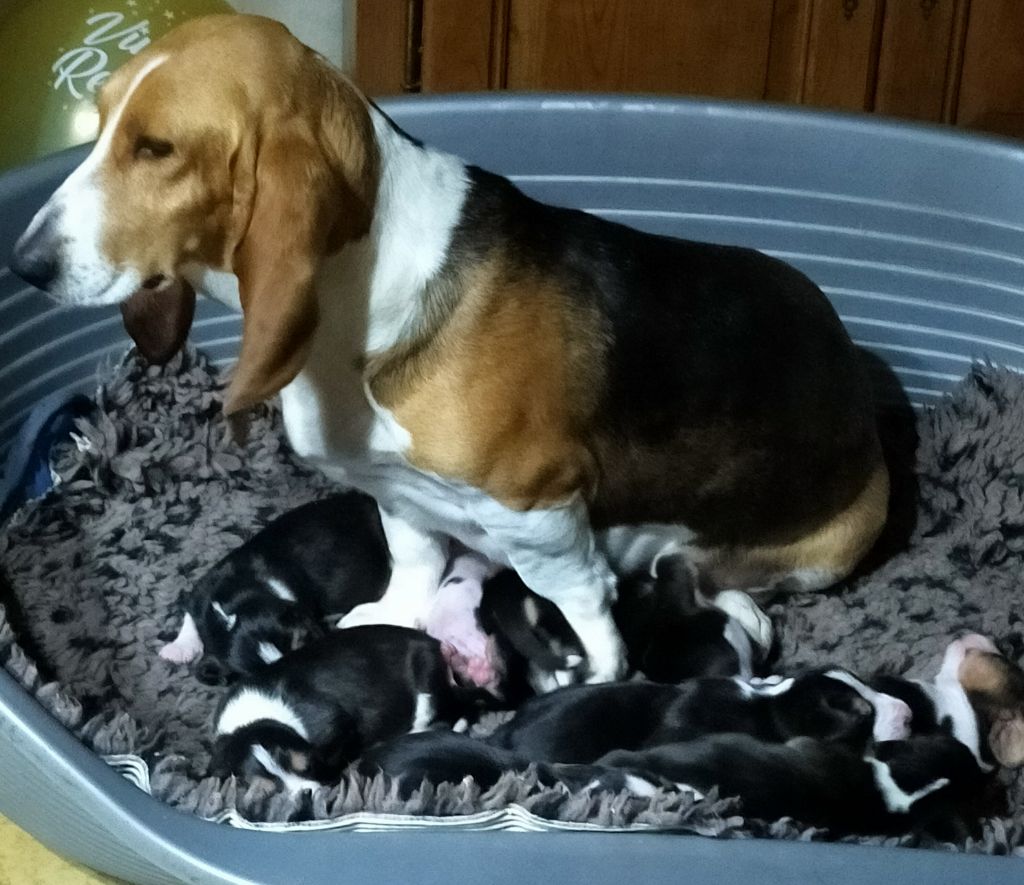 Chiot Basset Artesien Normand Des terres du doux lieu