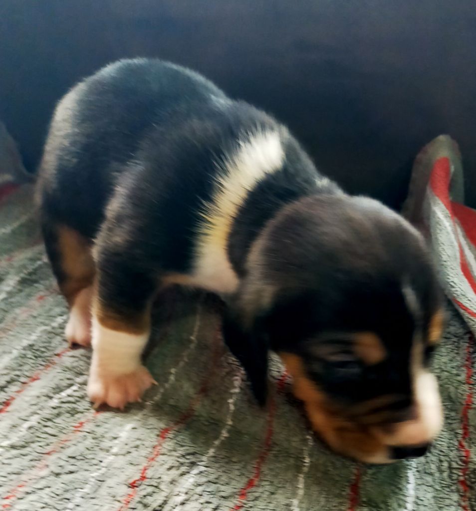 Des terres du doux lieu - Chiots disponibles - Basset Artesien Normand
