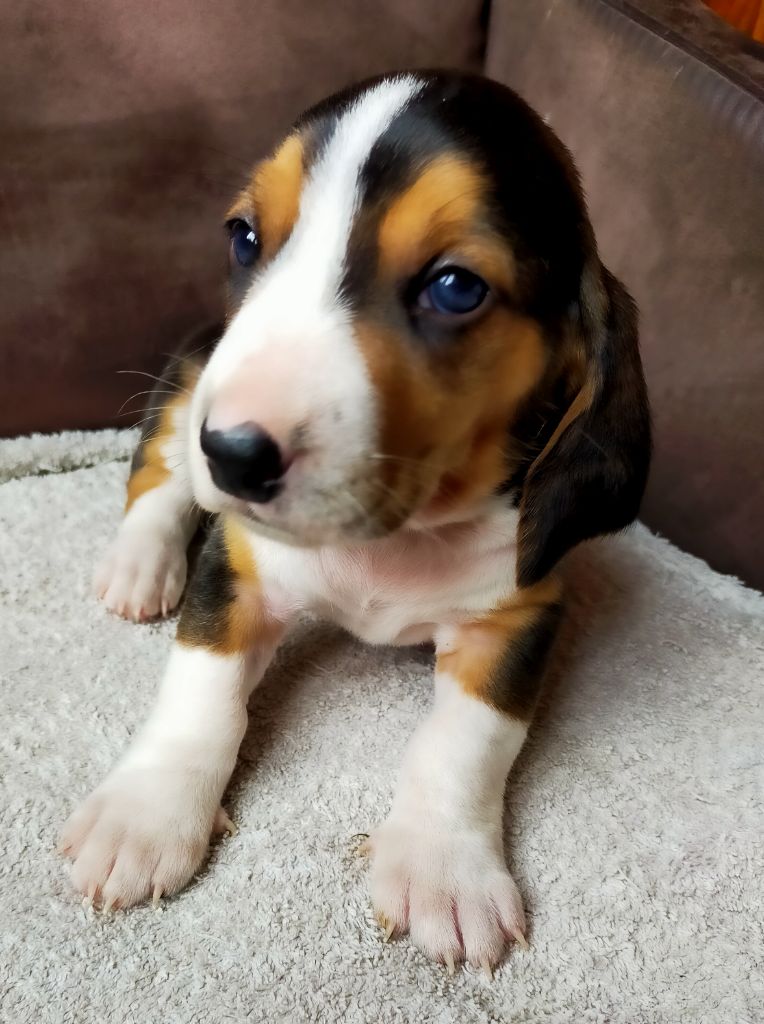 Des terres du doux lieu - Chiots disponibles - Basset Artesien Normand