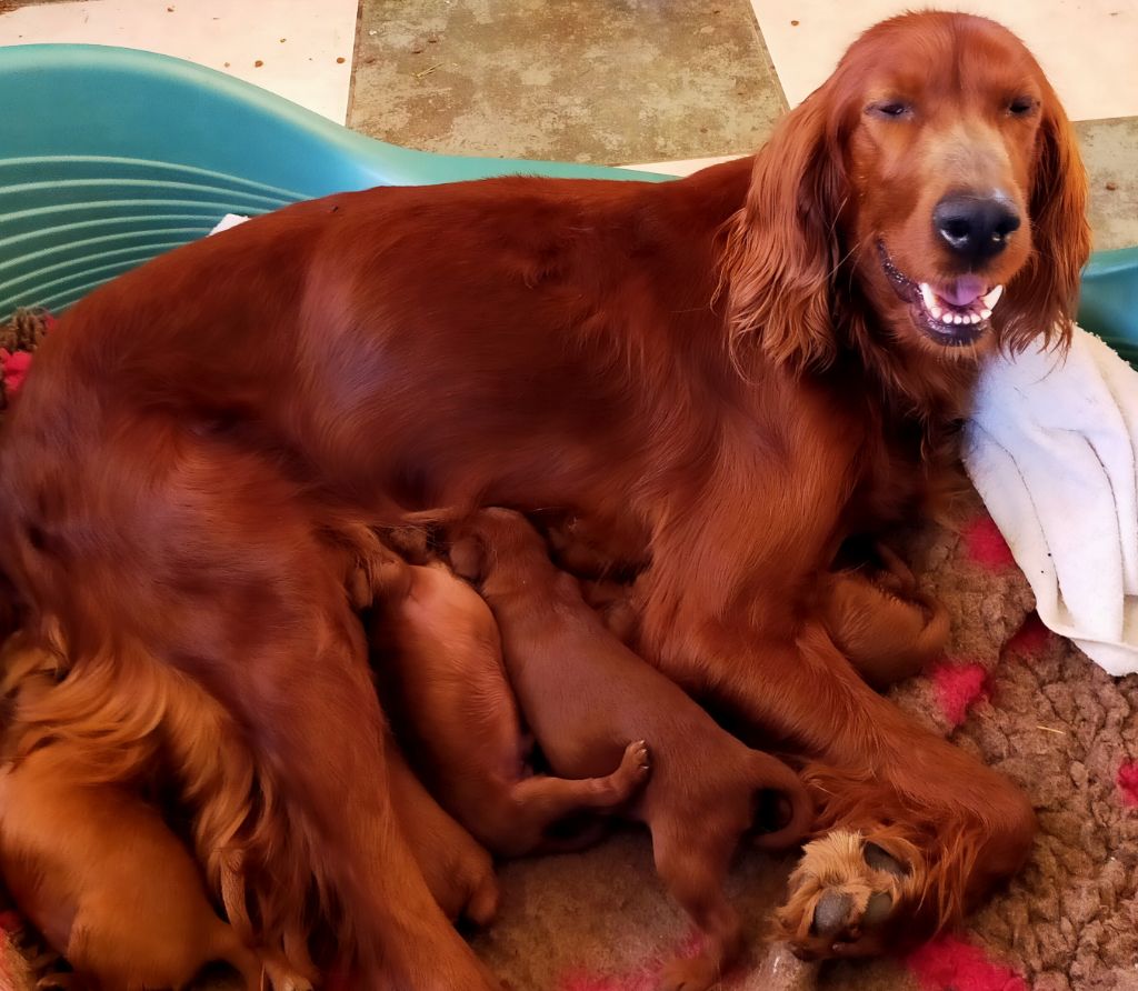 Chiot Setter irlandais rouge Des terres du doux lieu