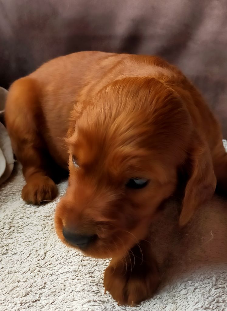 Des terres du doux lieu - Chiots disponibles - Setter irlandais rouge