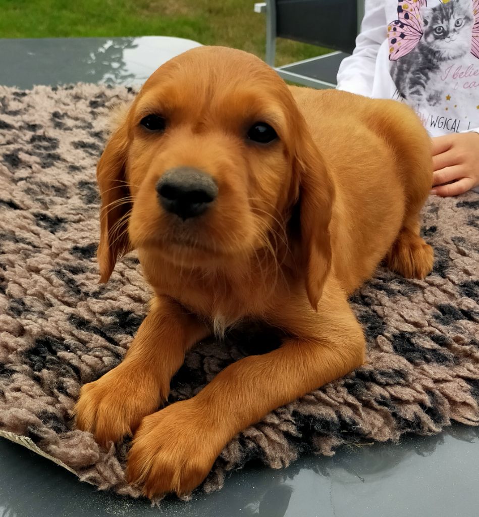 Des terres du doux lieu - Chiots disponibles - Setter irlandais rouge