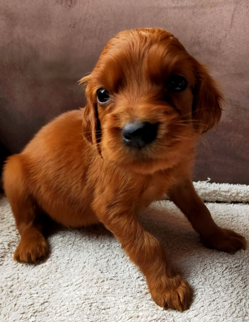 Des terres du doux lieu - Chiots disponibles - Setter irlandais rouge