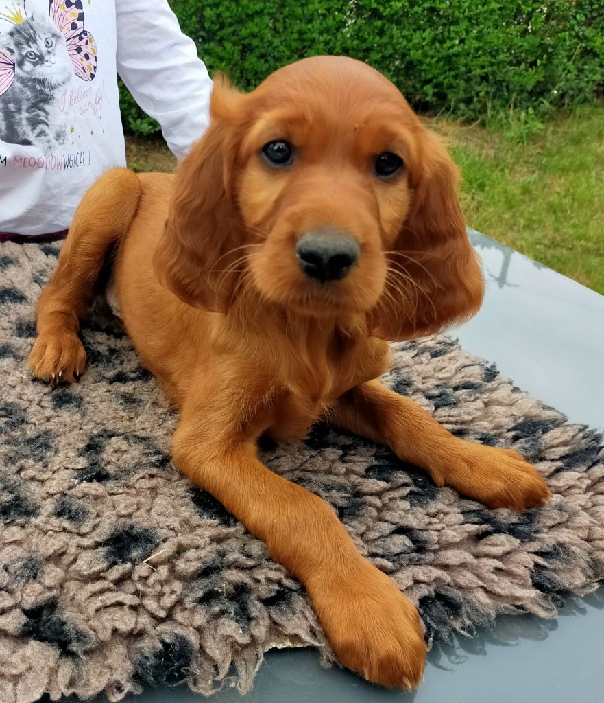 Des terres du doux lieu - Chiots disponibles - Setter irlandais rouge