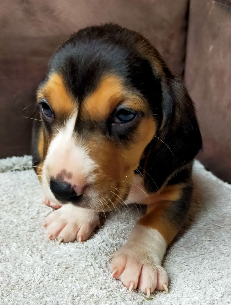 Des terres du doux lieu - Chiots disponibles - Basset Artesien Normand