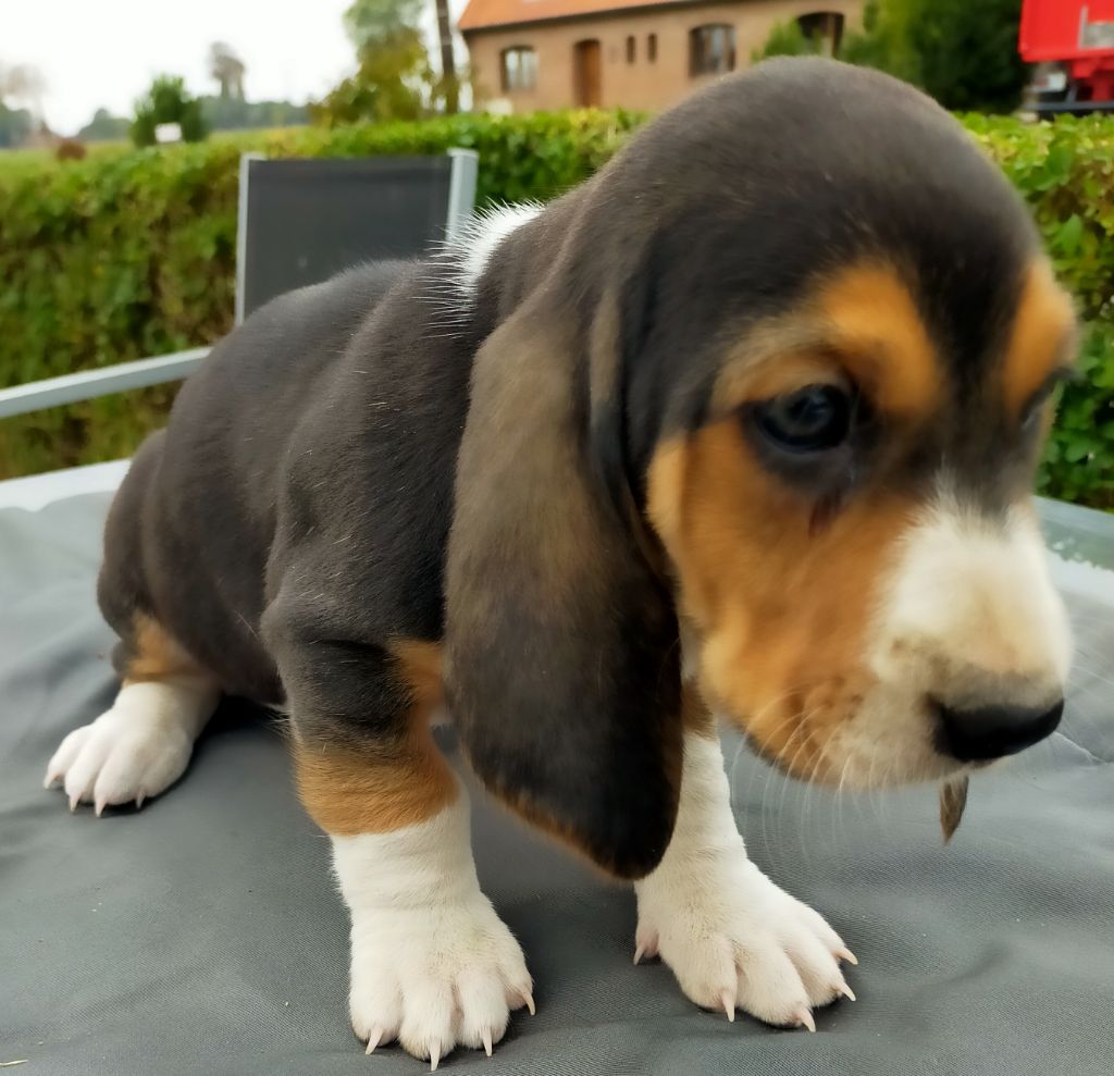 Des terres du doux lieu - Chiots disponibles - Basset Artesien Normand