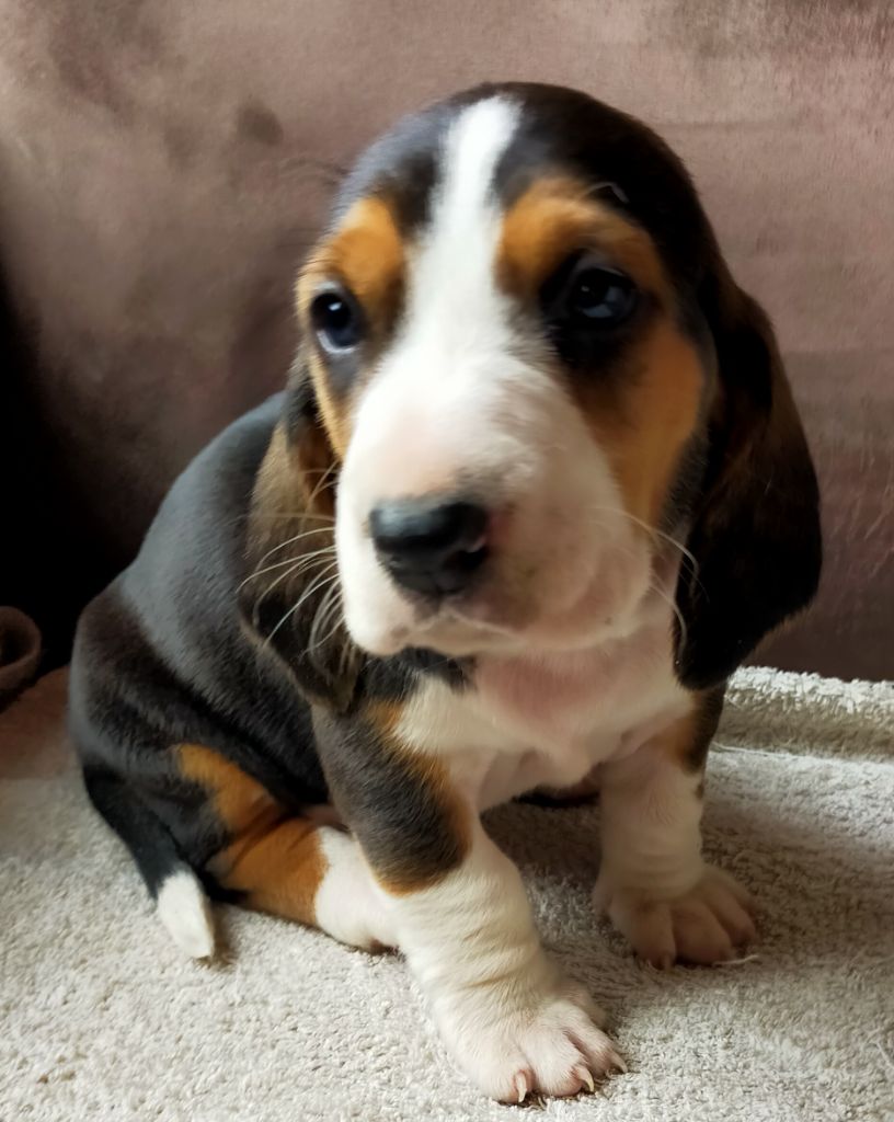 Des terres du doux lieu - Chiots disponibles - Basset Artesien Normand