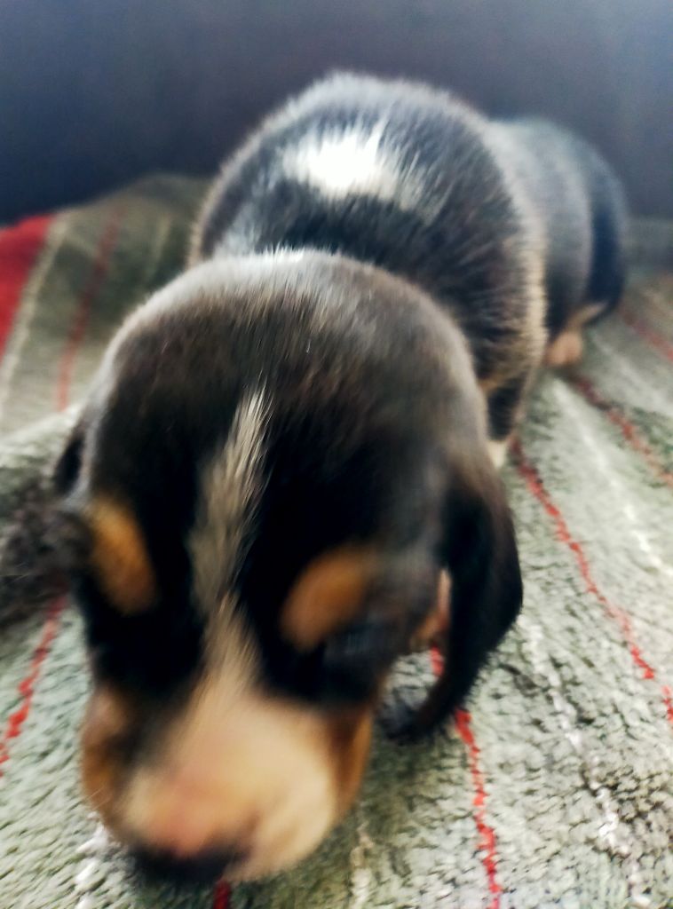 Des terres du doux lieu - Chiots disponibles - Basset Artesien Normand