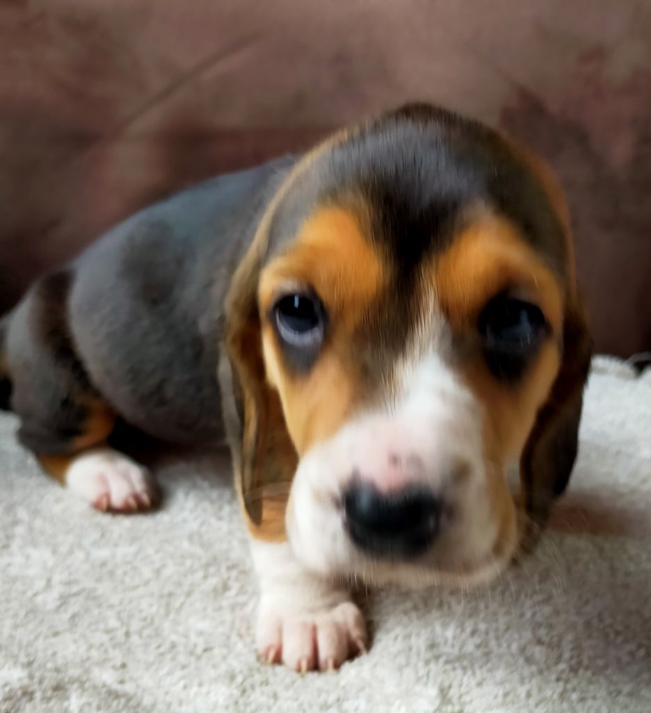 Des terres du doux lieu - Chiots disponibles - Basset Artesien Normand