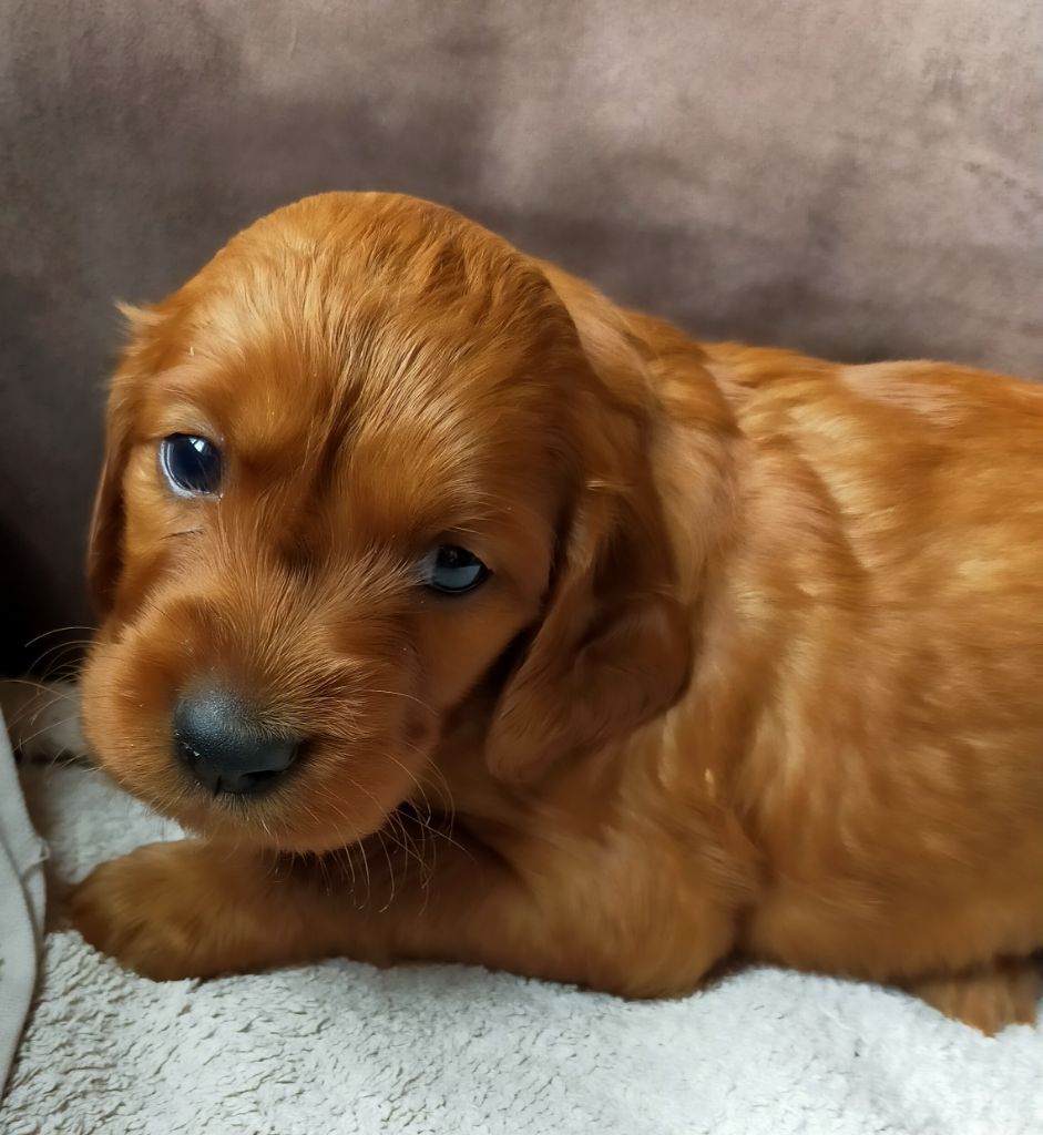 Des terres du doux lieu - Chiots disponibles - Setter irlandais rouge
