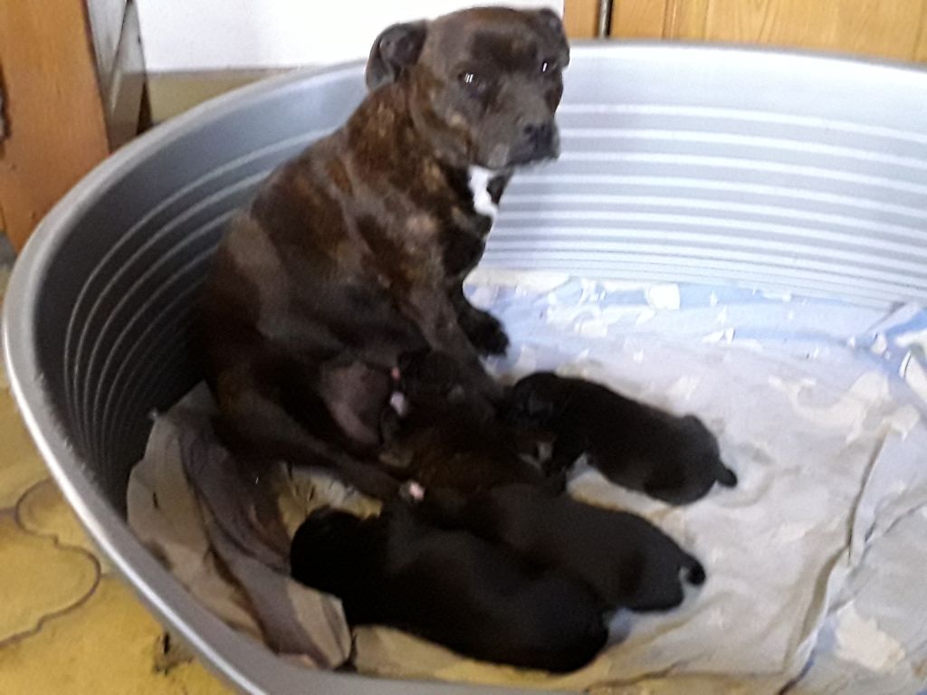 Des terres du doux lieu - Staffordshire Bull Terrier - Portée née le 01/04/2021