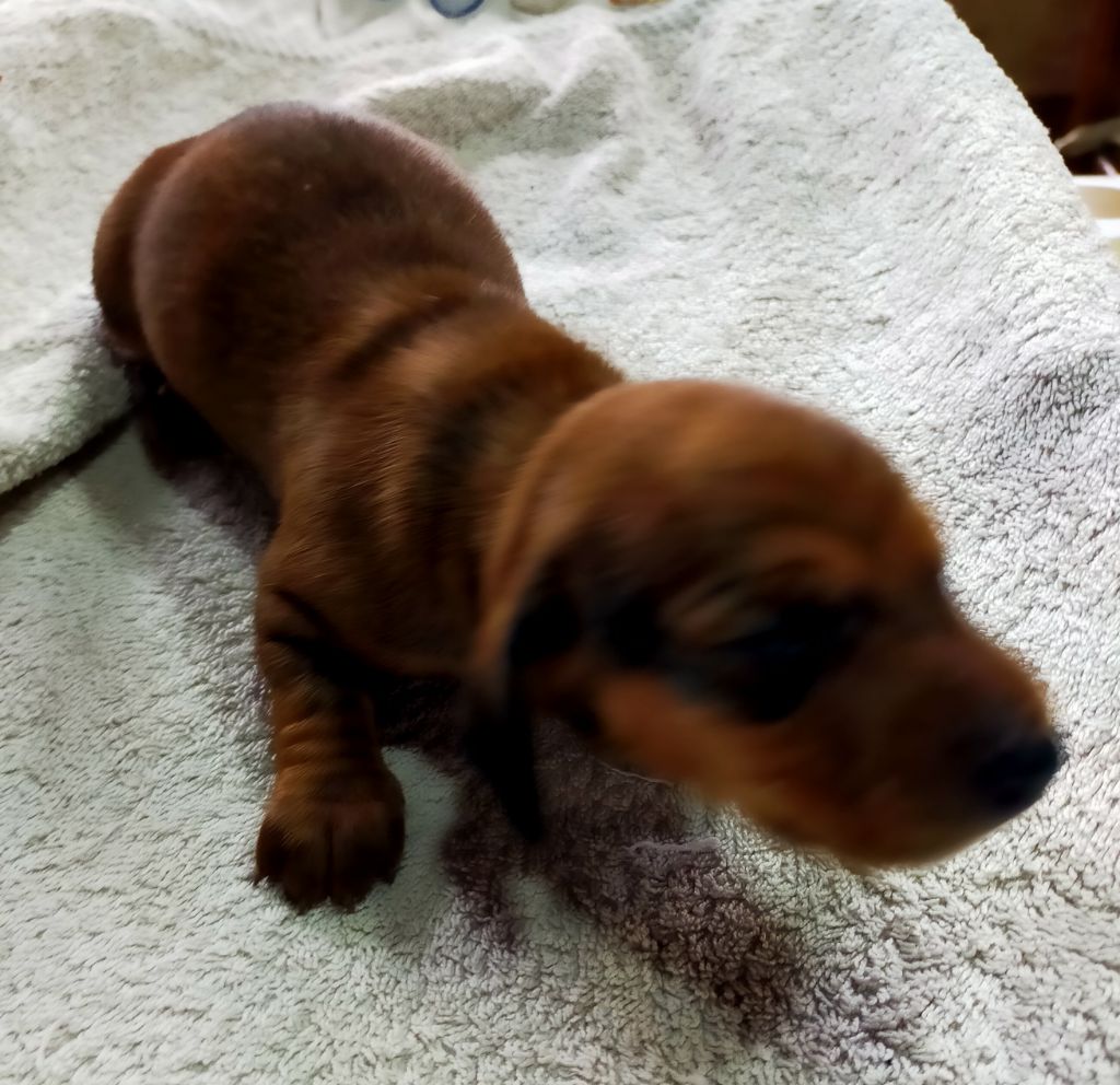 Des terres du doux lieu - Chiots disponibles - Teckel poil ras