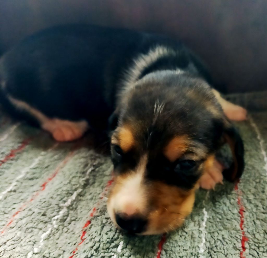 Des terres du doux lieu - Chiots disponibles - Basset Artesien Normand