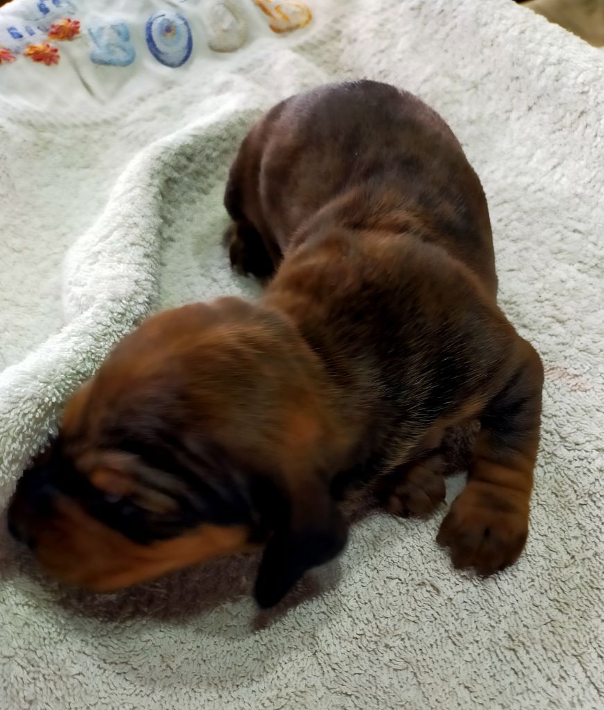 Des terres du doux lieu - Chiots disponibles - Teckel poil ras