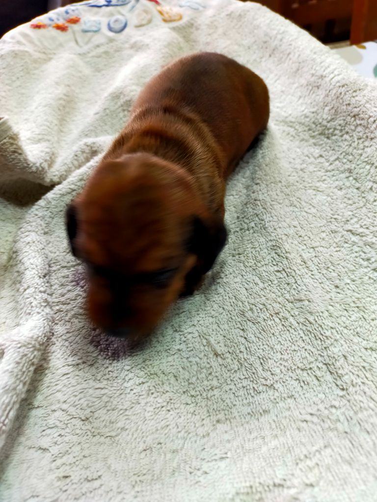 Des terres du doux lieu - Chiots disponibles - Teckel poil ras