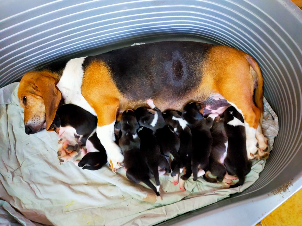Chiot Basset Artesien Normand Des terres du doux lieu
