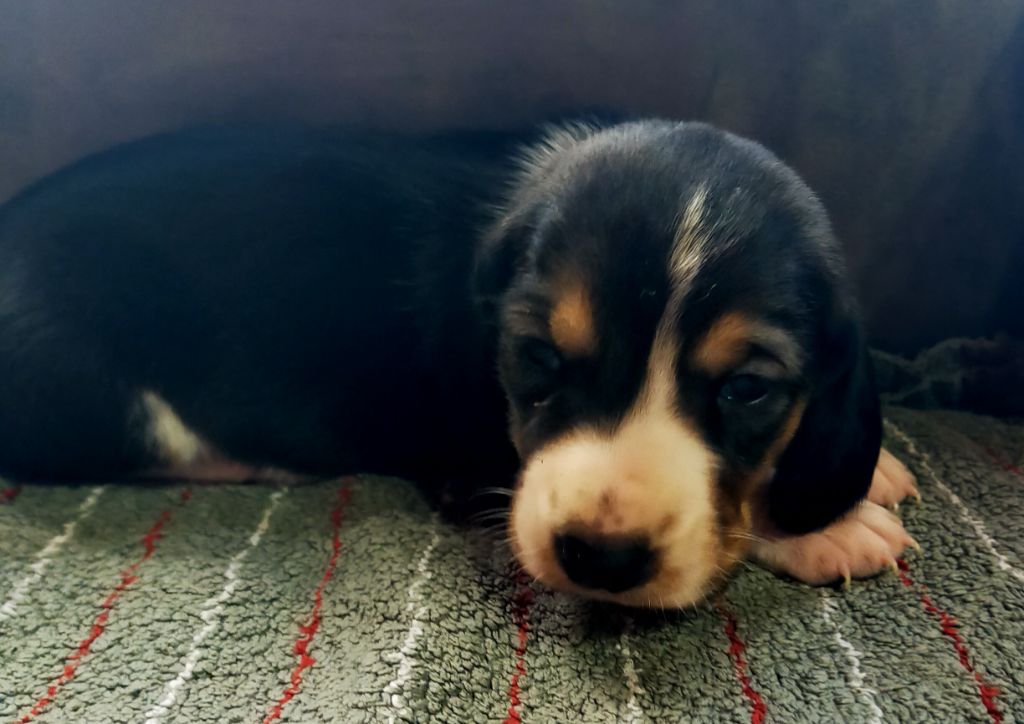 Des terres du doux lieu - Chiots disponibles - Basset Artesien Normand