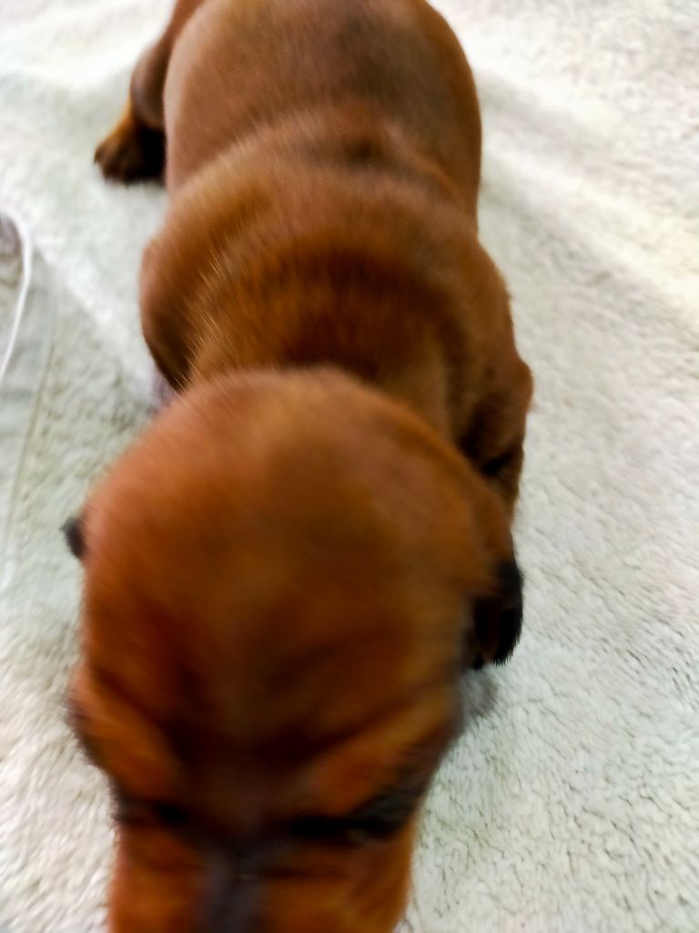 Des terres du doux lieu - Chiots disponibles - Teckel poil ras