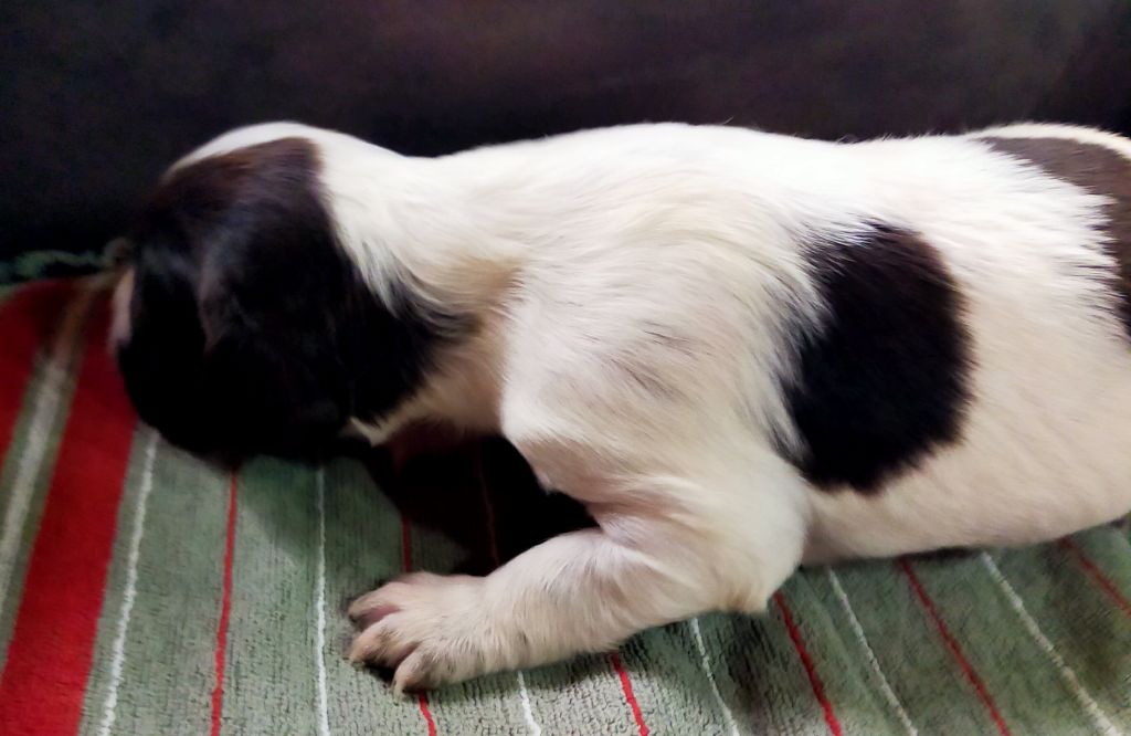 Des terres du doux lieu - Chiots disponibles - Epagneul Français