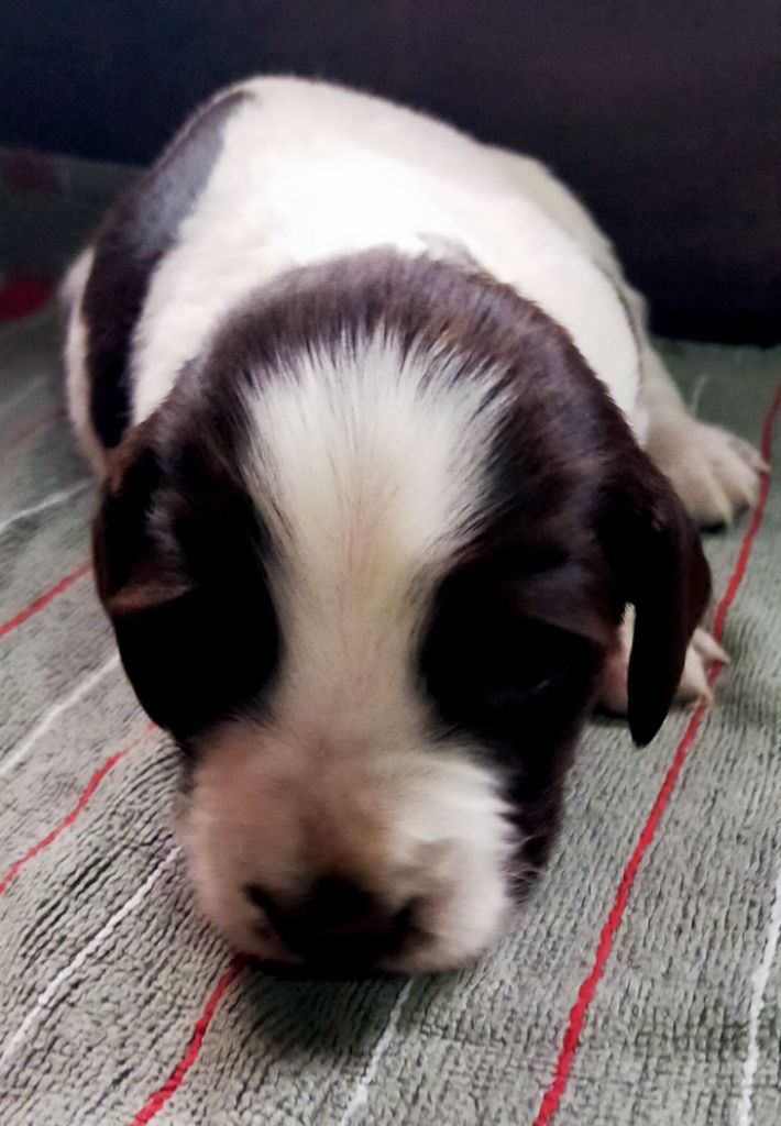 Des terres du doux lieu - Chiots disponibles - Epagneul Français