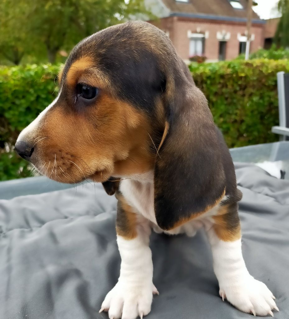Des terres du doux lieu - Chiots disponibles - Basset Artesien Normand