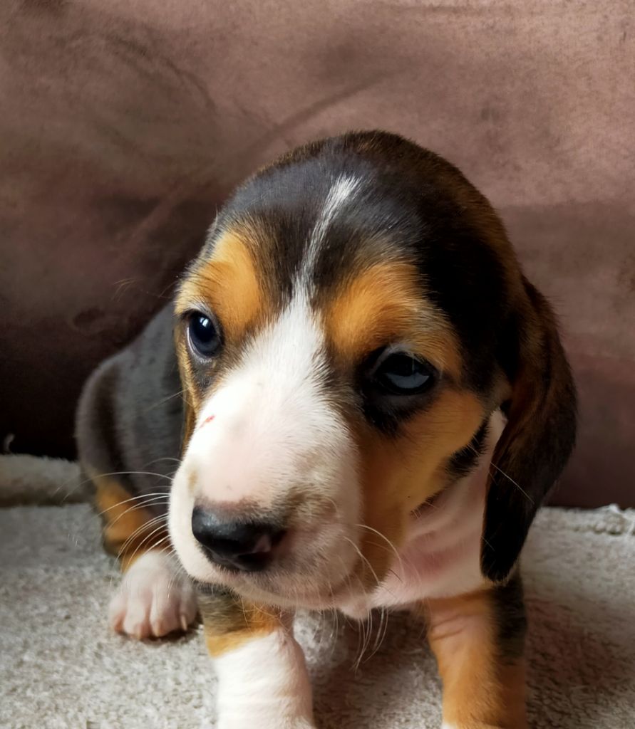 Des terres du doux lieu - Chiots disponibles - Basset Artesien Normand