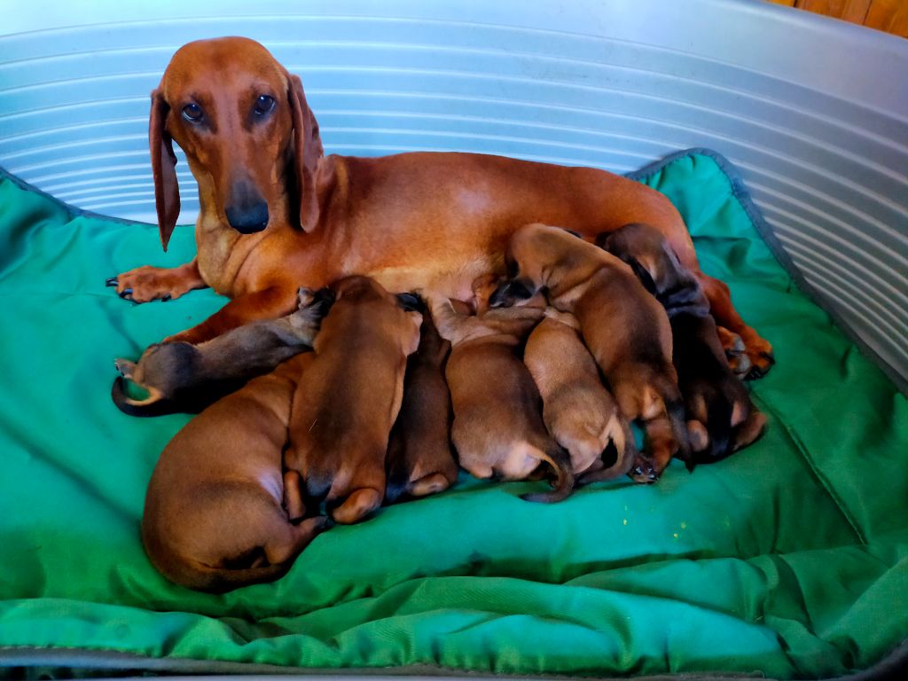 Chiot Teckel poil ras Des terres du doux lieu