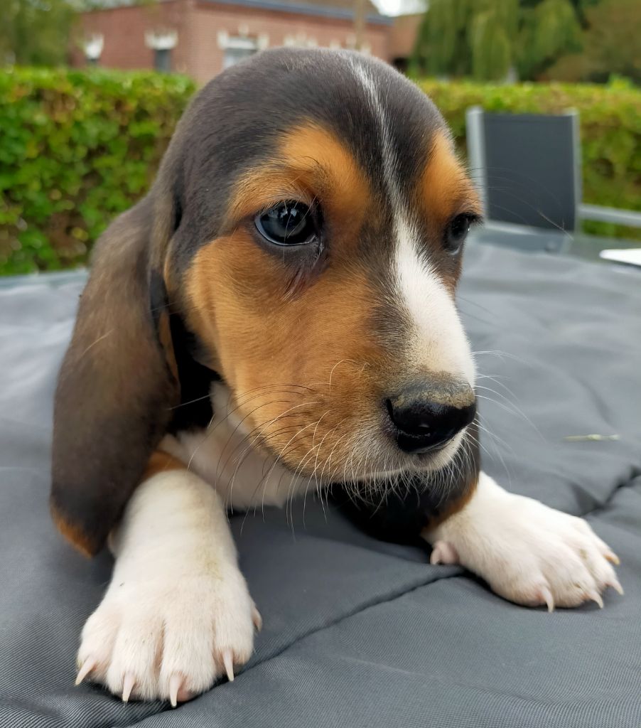 Des terres du doux lieu - Chiots disponibles - Basset Artesien Normand