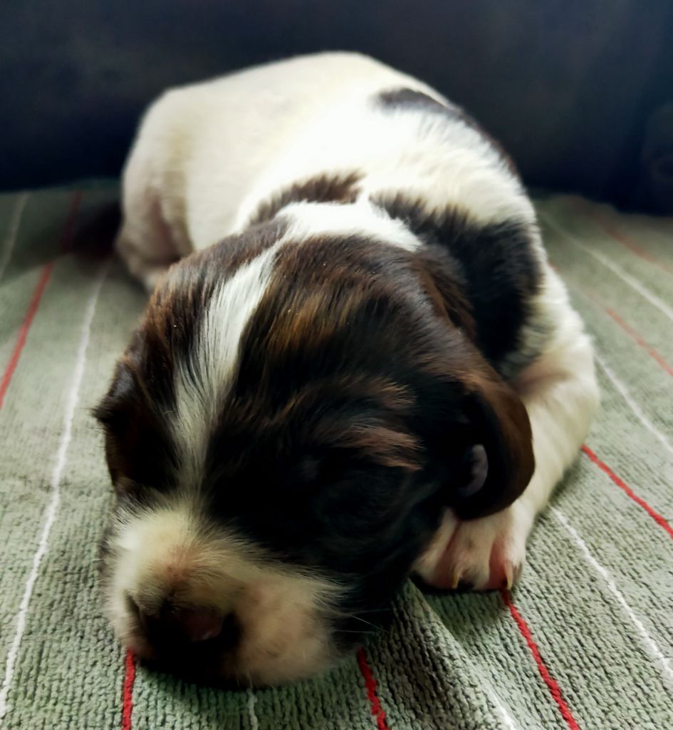 Des terres du doux lieu - Chiots disponibles - Epagneul Français