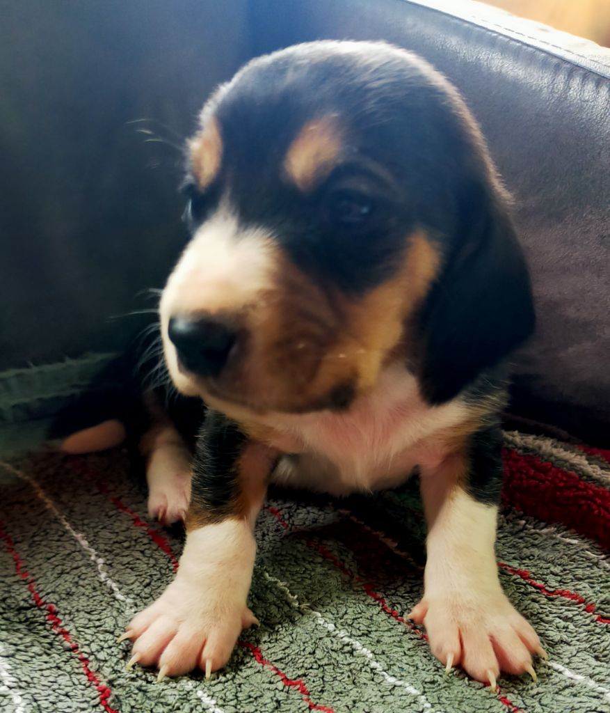 Des terres du doux lieu - Chiots disponibles - Basset Artesien Normand