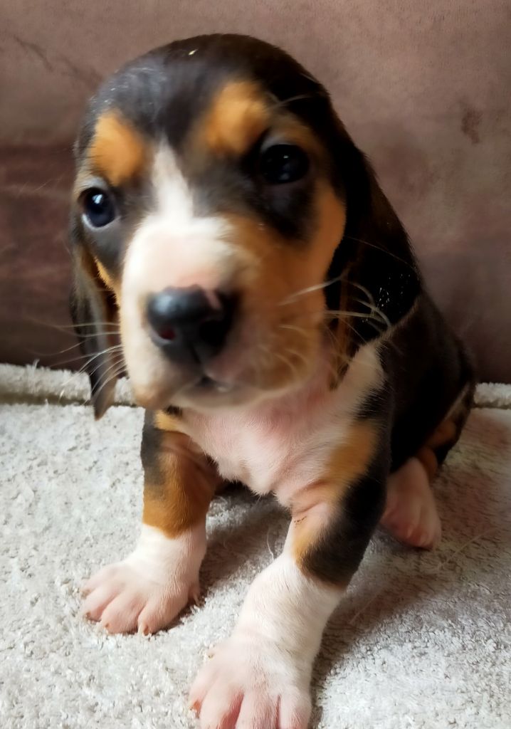 Des terres du doux lieu - Chiots disponibles - Basset Artesien Normand
